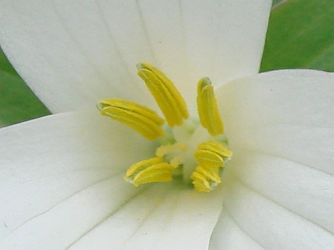 Trillium grandiflorum