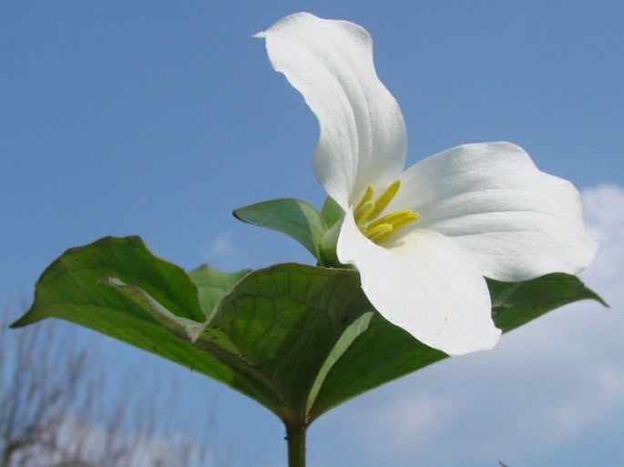 Trillium grandiflorum