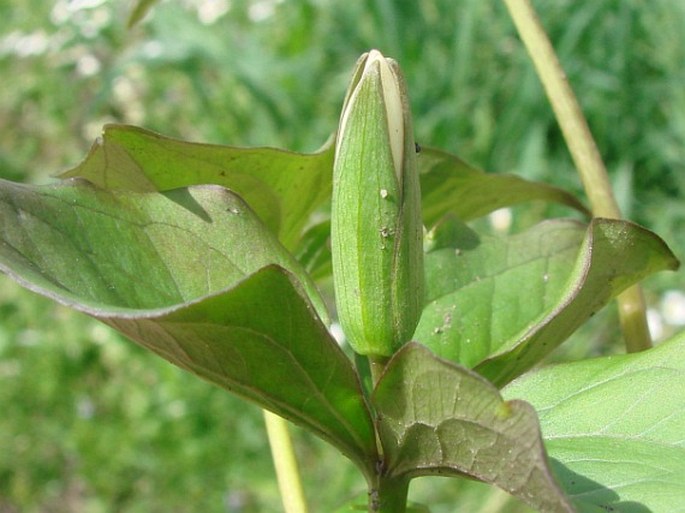 Trillium grandiflorum