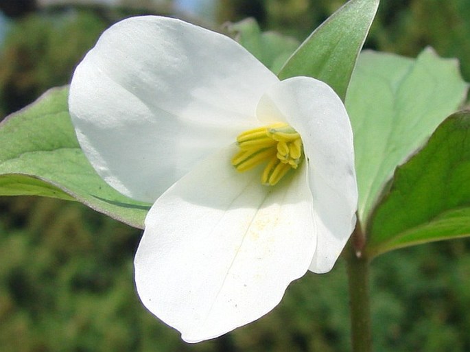 Trillium grandiflorum