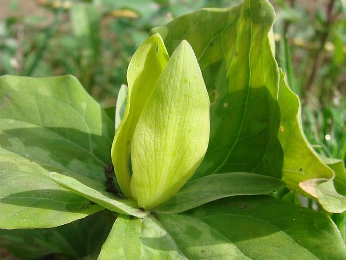 Trillium luteum