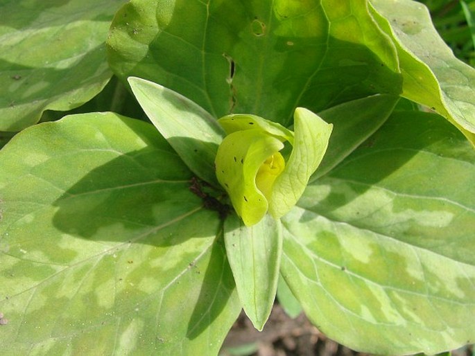 Trillium luteum