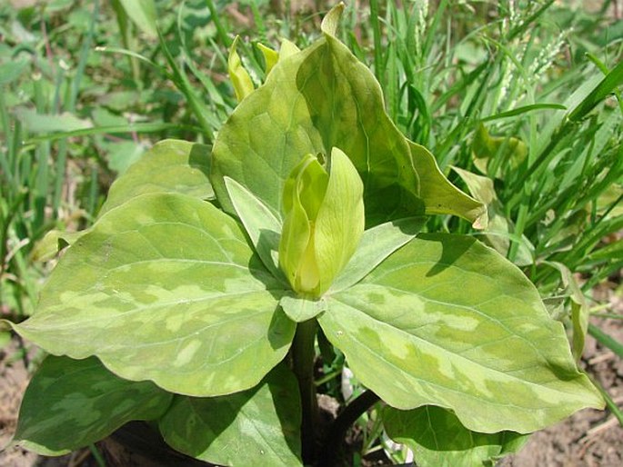 TRILLIUM LUTEUM (Muhl.) Harb. - trojčetka