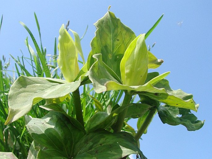 Trillium luteum