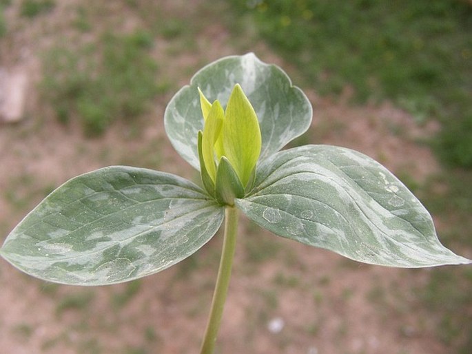 Trillium luteum