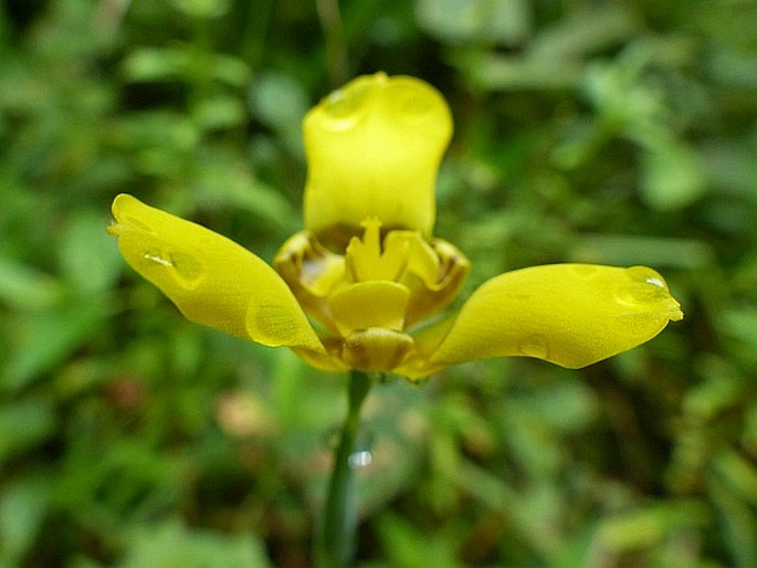 Trimezia martinicensis