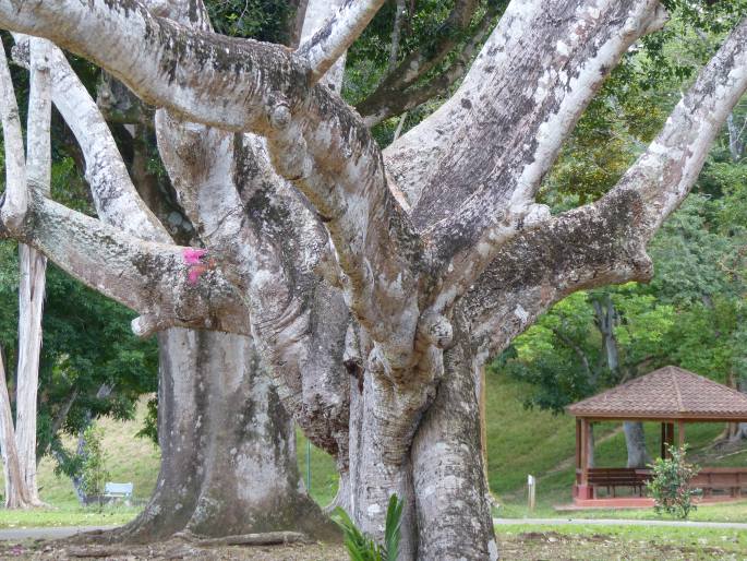 Royal Botanic Gardens of Trinidad and Tobago