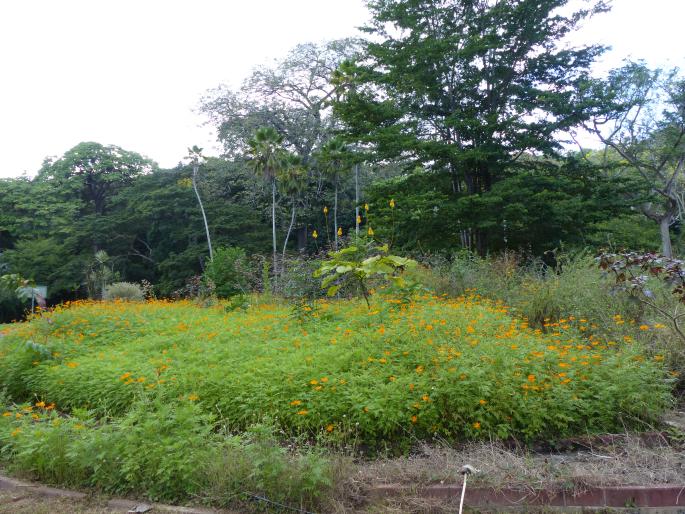 Royal Botanic Gardens of Trinidad and Tobago