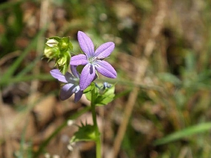 Triodanis perfoliata