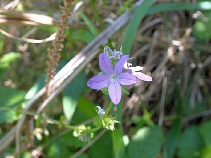 Triodanis perfoliata