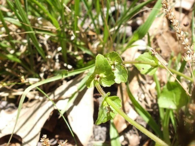 Triodanis perfoliata