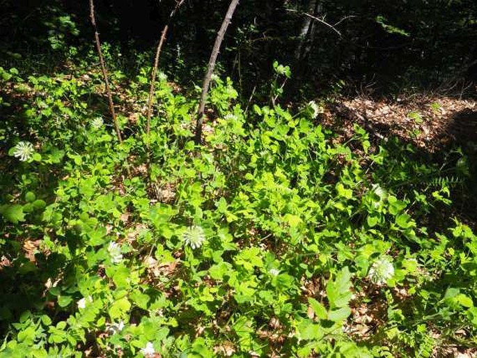 Trifolium pignantii