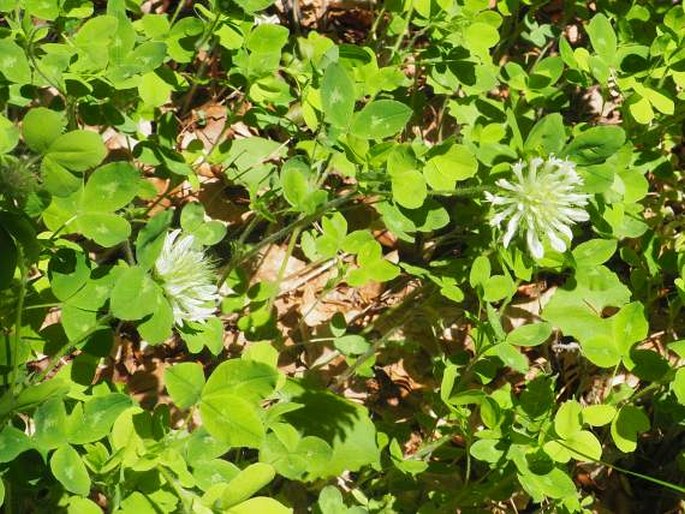 Trifolium pignantii