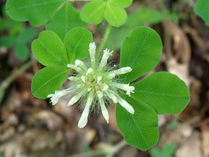 Trifolium pignantii