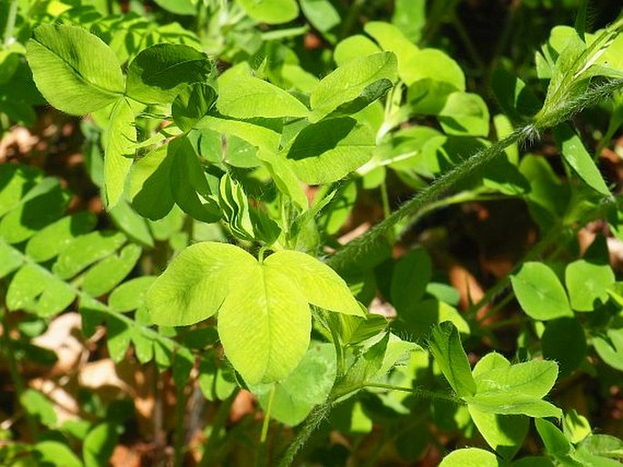 Trifolium pignantii