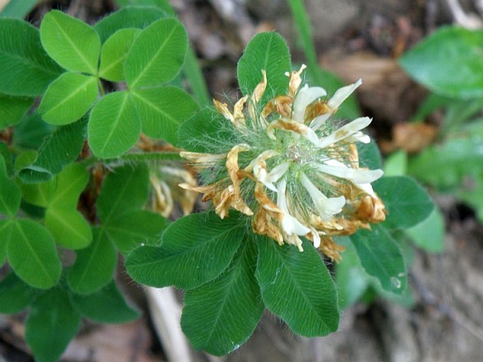 Trifolium pignantii