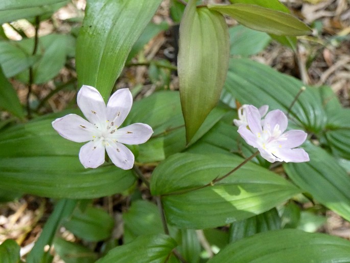 Tripladenia cunninghamii