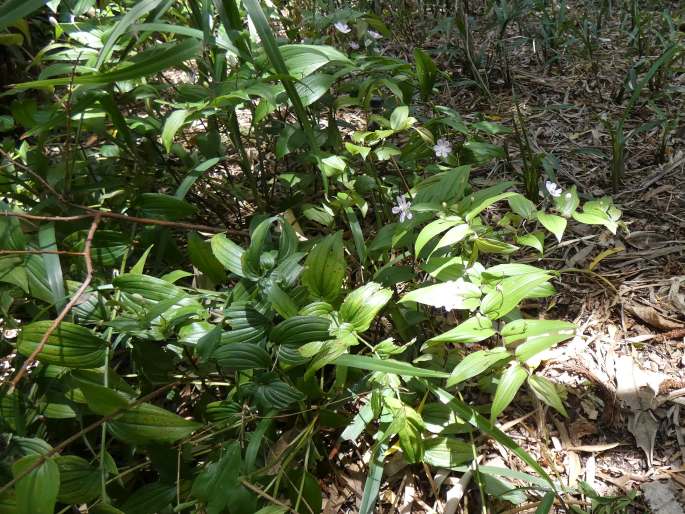 Tripladenia cunninghamii