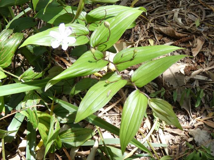 Tripladenia cunninghamii