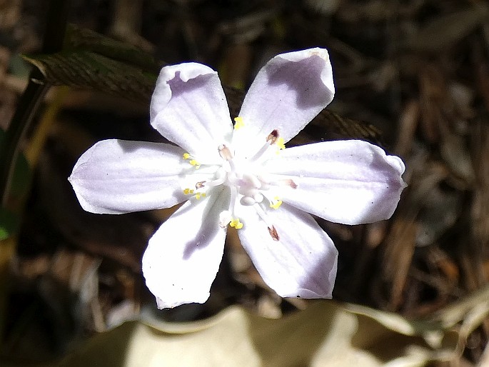 Tripladenia cunninghamii