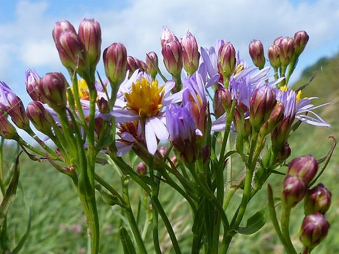 Tripolium pannonicum subsp. tripolium