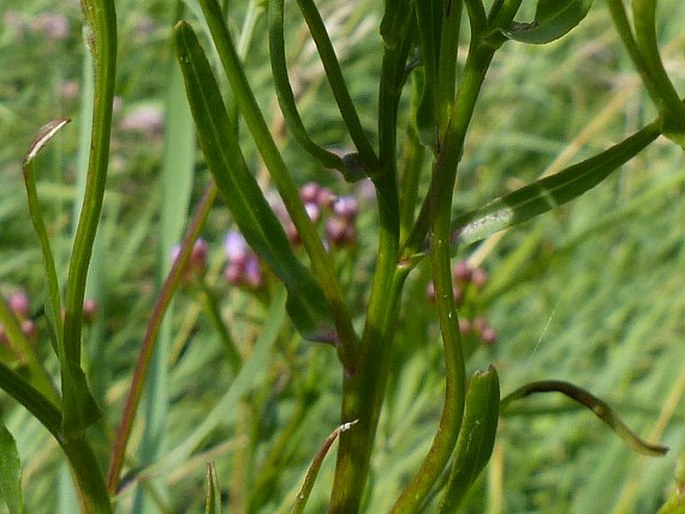 Tripolium pannonicum subsp. tripolium