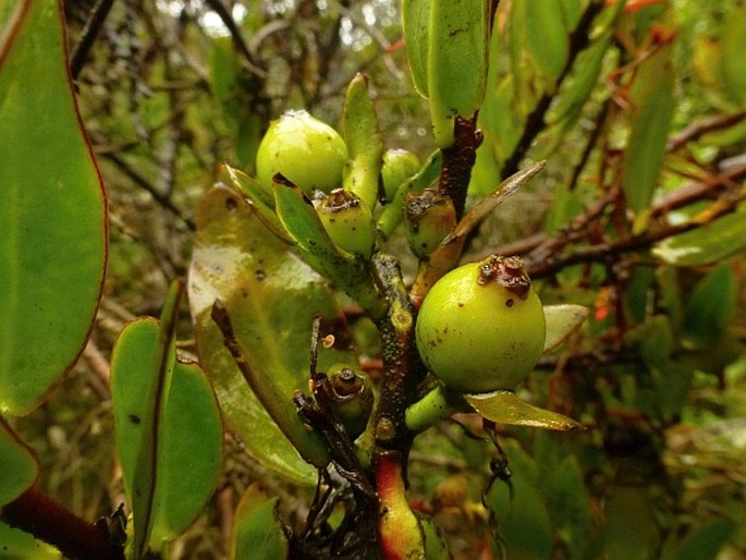 Tristerix longebracteatus