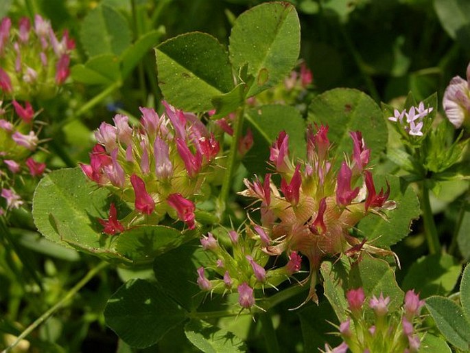 Trifolium spumosum