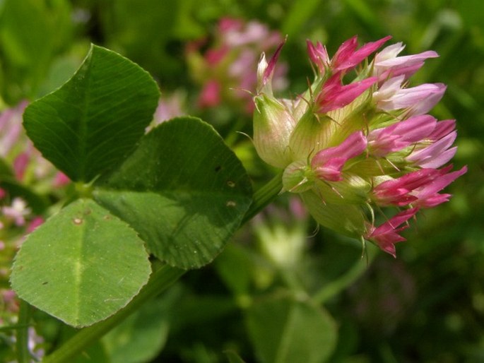 Trifolium spumosum