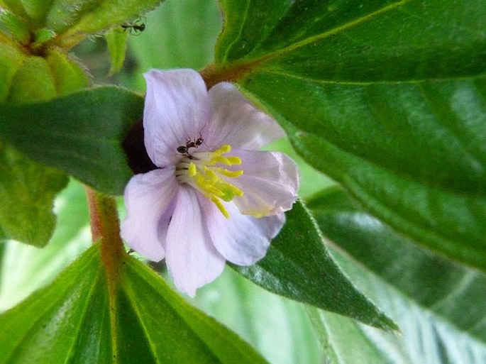 Tristemma mauritianum