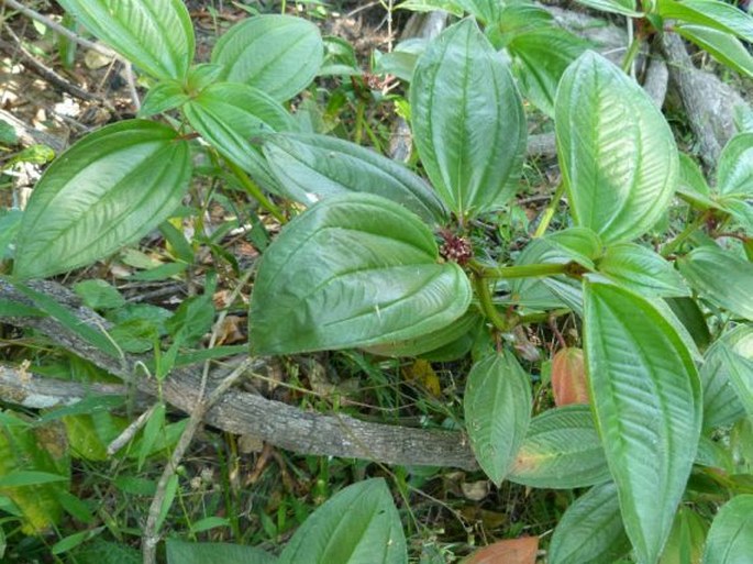 Tristemma mauritianum