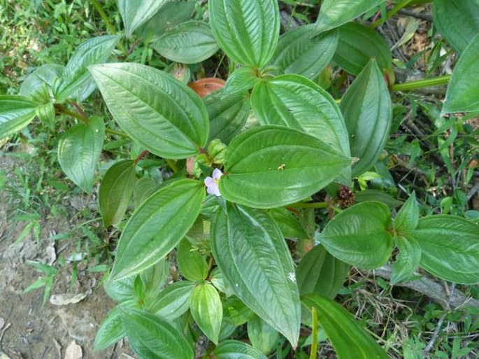 TRISTEMMA MAURITIANUM J. F. Gmel.