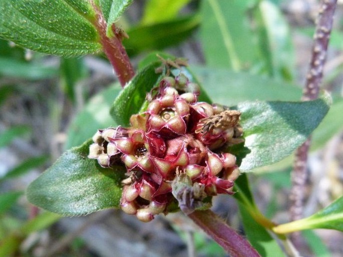 Tristemma mauritianum