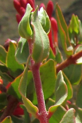 Tristerix pubescens