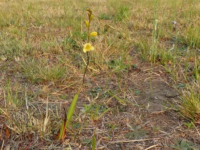 Tritonia gladiolaris