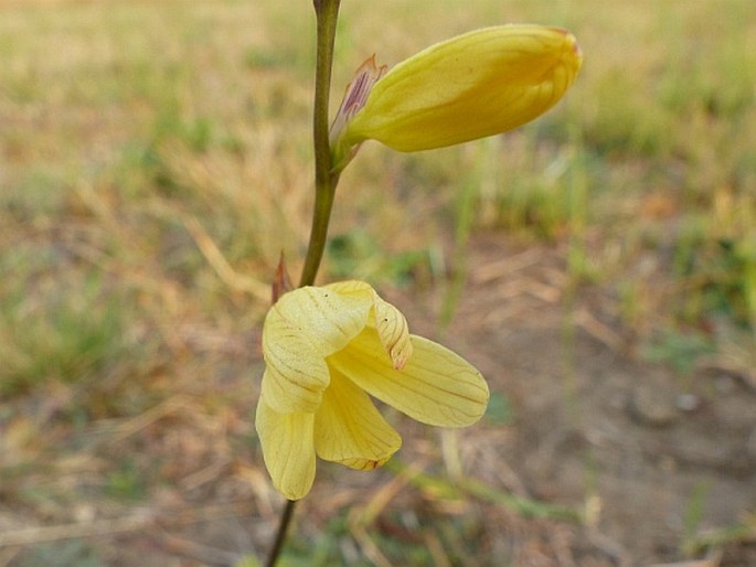 Tritonia gladiolaris