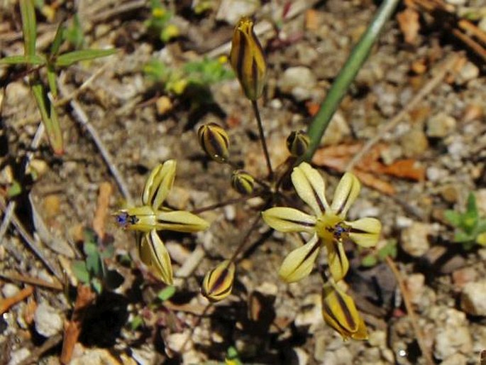 TRITELEIA IXIOIDES (Dryand. ex W. T. Aiton) Greene