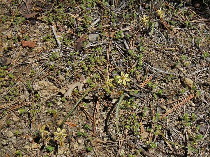 Triteleia ixioides