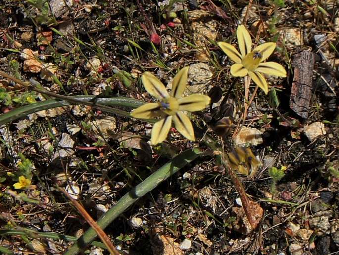 Triteleia ixioides