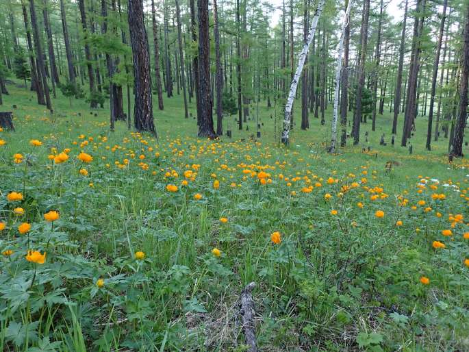 Trollius asiaticus