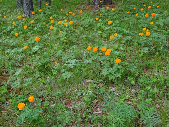 Trollius asiaticus