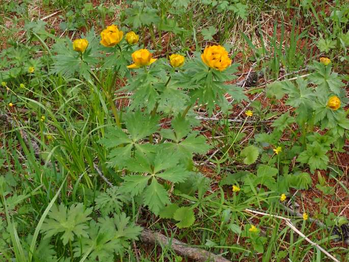 Trollius asiaticus