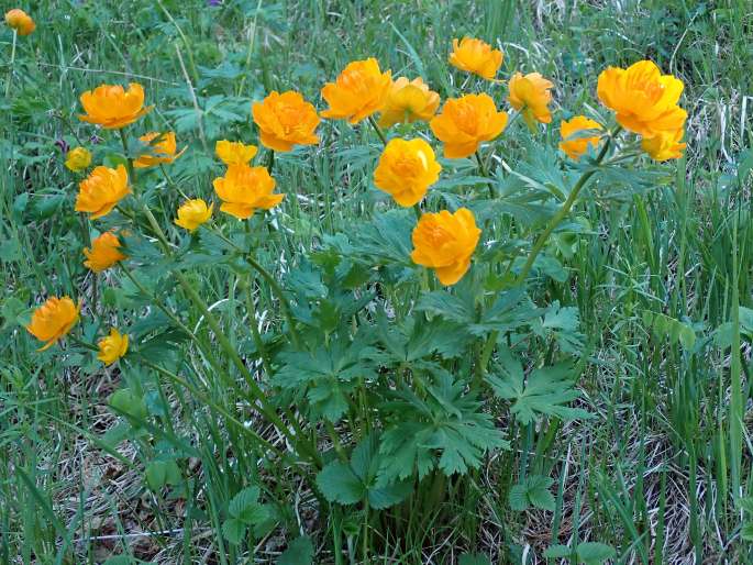 Trollius asiaticus