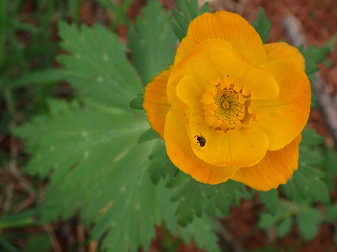 Trollius asiaticus