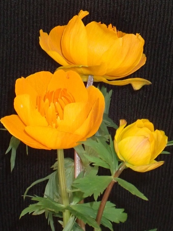 Trollius asiaticus