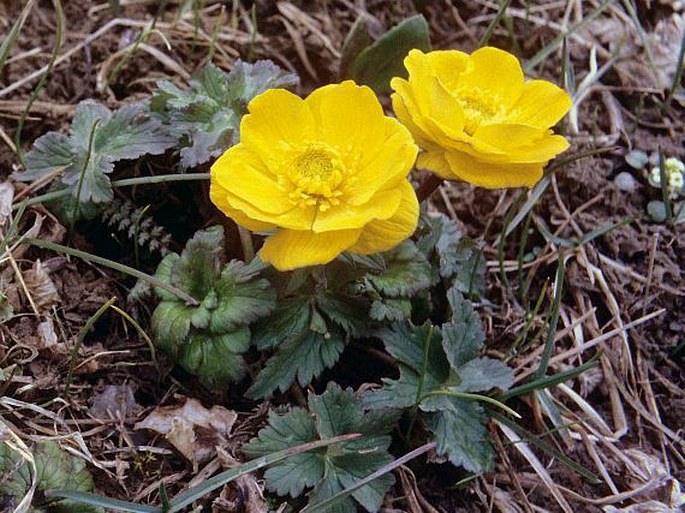 TROLLIUS DSCHUNGARICUS Regel - upolín džungarský / žltohlav