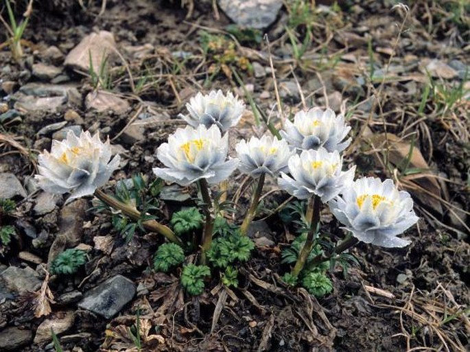 TROLLIUS LILACINUS Bunge - upolín lilákový / žltohlav