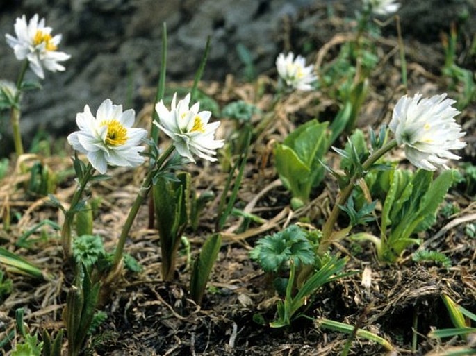 Trollius lilacinus