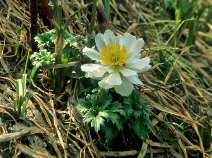 Trollius lilacinus