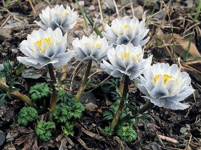 Trollius lilacinus